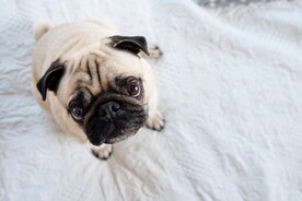 狗