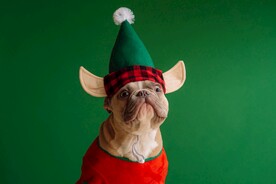 狗