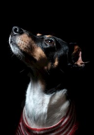 狗