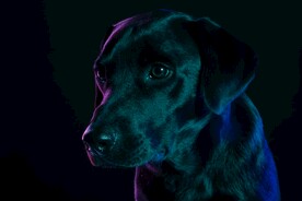 狗