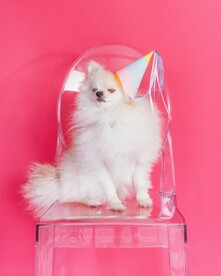 狗