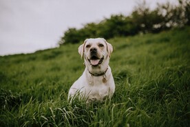 狗