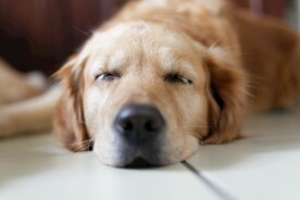 狗