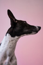 狗