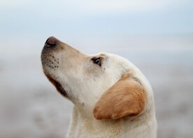 狗