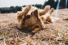 狗