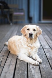 狗