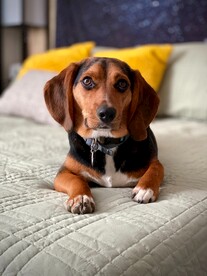 狗