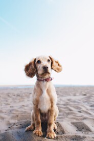 狗