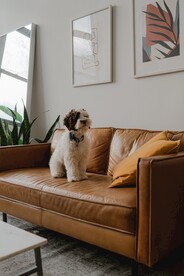 狗