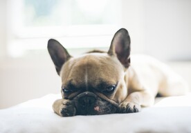 狗