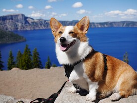 狗