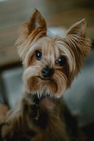 狗