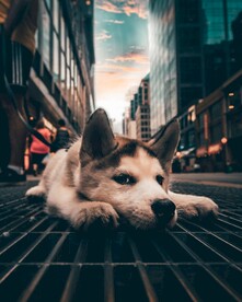 狗
