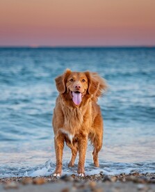 狗