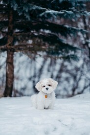 狗
