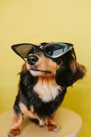 狗
