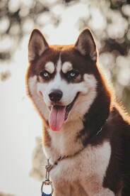 狗
