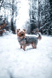 狗