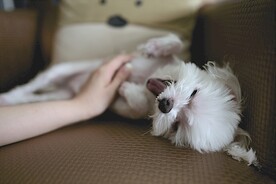 狗