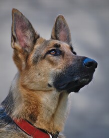狗
