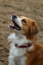 狗
