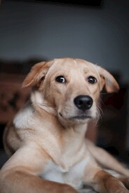 狗