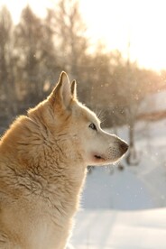 狗
