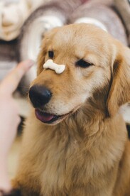 狗