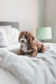 狗