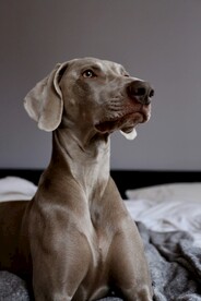 狗