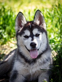 狗