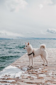 狗