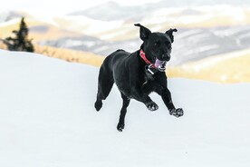 狗
