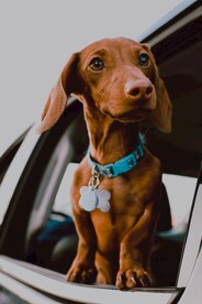 狗