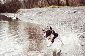 狗