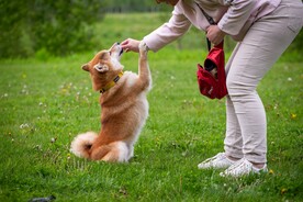 狗