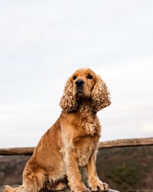 狗