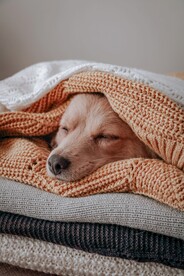 狗