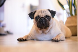 狗