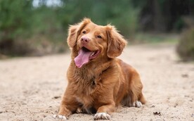 狗