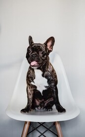 狗