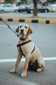 狗