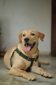狗