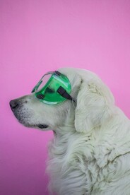 戴眼镜的狗
