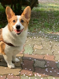 柯基犬