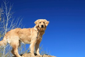 狗