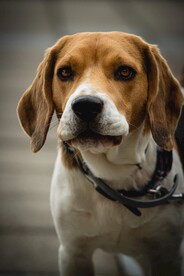 狗
