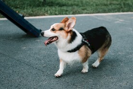 狗
