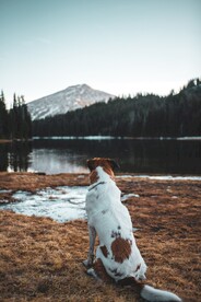 狗
